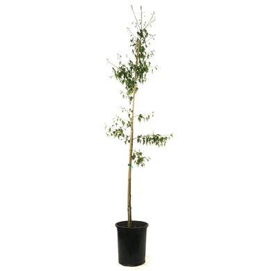 Birch, 5 gal, Weeping Cutleaf - Floral Acres Greenhouse & Garden Centre