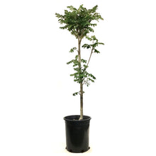 Load image into Gallery viewer, Mountain Ash, 5 gal, Pyramidal - Floral Acres Greenhouse &amp; Garden Centre
