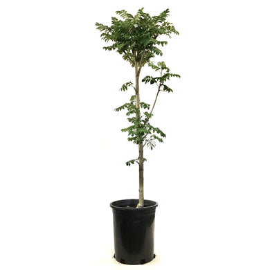 Mountain Ash, 5 gal, Pyramidal - Floral Acres Greenhouse & Garden Centre