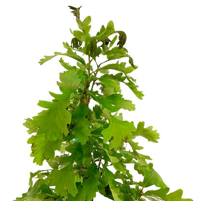 Bur Oak, 5 gal - Floral Acres Greenhouse & Garden Centre
