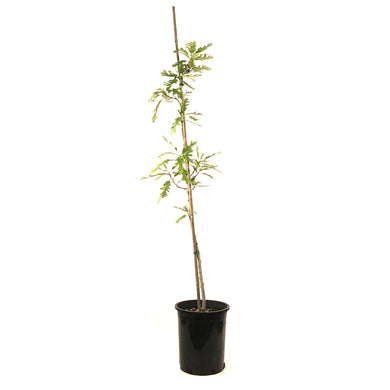 Bur Oak, 5 gal, Top Gun™ - Floral Acres Greenhouse & Garden Centre