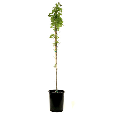 Bur Oak, 5 gal - Floral Acres Greenhouse & Garden Centre