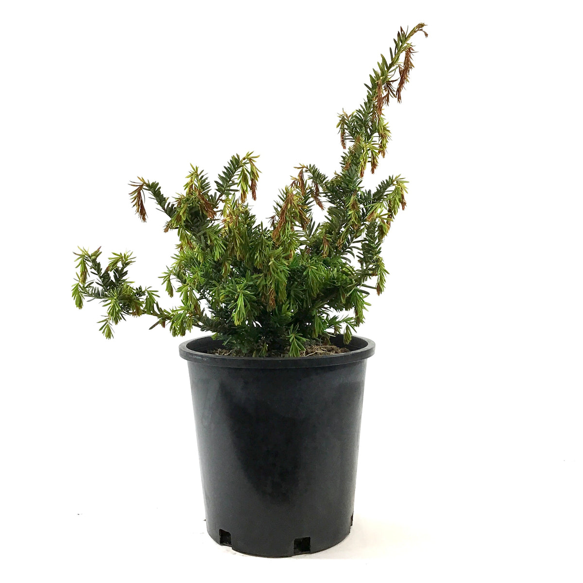 Yew, 2 gal, Morden Upright – Floral Acres Greenhouse & Garden Centre