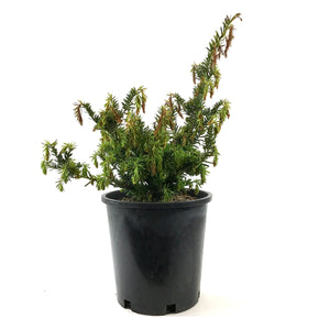 Yew, 2 gal, Morden Upright - Floral Acres Greenhouse & Garden Centre