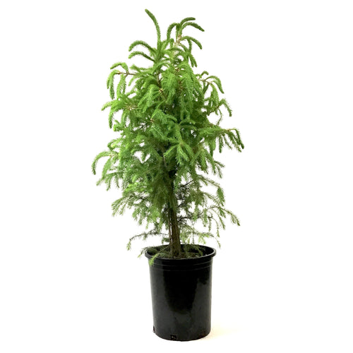 Spruce, 5 gal, White - Floral Acres Greenhouse & Garden Centre