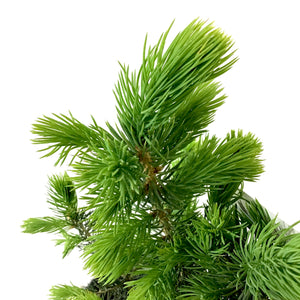Spruce, 1 gal, Baby Blue - Floral Acres Greenhouse & Garden Centre