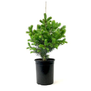 Spruce, 1 gal, Baby Blue - Floral Acres Greenhouse & Garden Centre