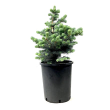 Load image into Gallery viewer, Spruce, 5 gal, Montgomery - Floral Acres Greenhouse &amp; Garden Centre
