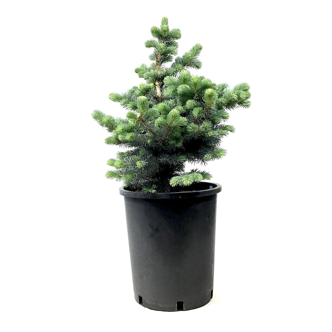 Spruce, 5 gal, Montgomery - Floral Acres Greenhouse & Garden Centre