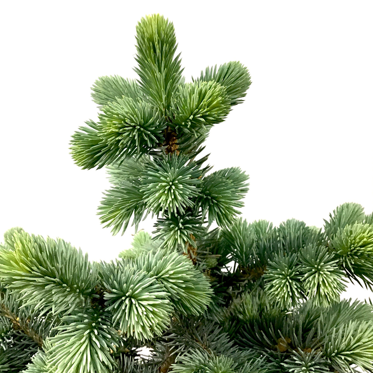 Spruce, 5 gal, Montgomery - Floral Acres Greenhouse & Garden Centre