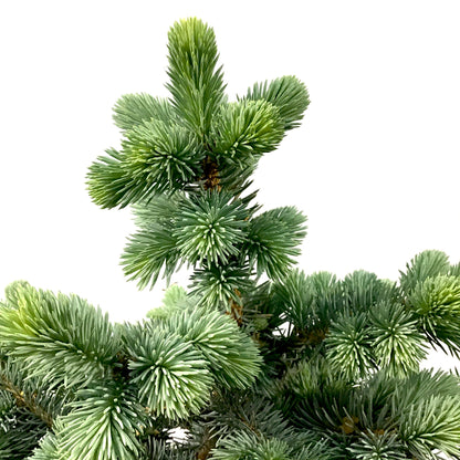 Spruce, 5 gal, Montgomery - Floral Acres Greenhouse & Garden Centre