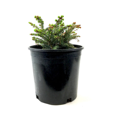 Spruce, 2 gal, Bird's Nest - Floral Acres Greenhouse & Garden Centre