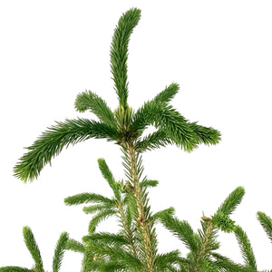 Spruce, 10 gal, White - Floral Acres Greenhouse & Garden Centre