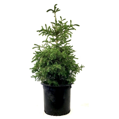 Spruce, 10 gal, White - Floral Acres Greenhouse & Garden Centre
