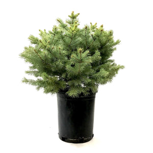 Spruce, 5 gal, Baby Blue - Floral Acres Greenhouse & Garden Centre