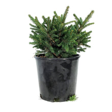 Load image into Gallery viewer, Spruce, 2 gal, Norway, Dwarf
