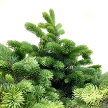 Load image into Gallery viewer, Spruce, 5 gal, Globe Blue Top-Graft - Floral Acres Greenhouse &amp; Garden Centre
