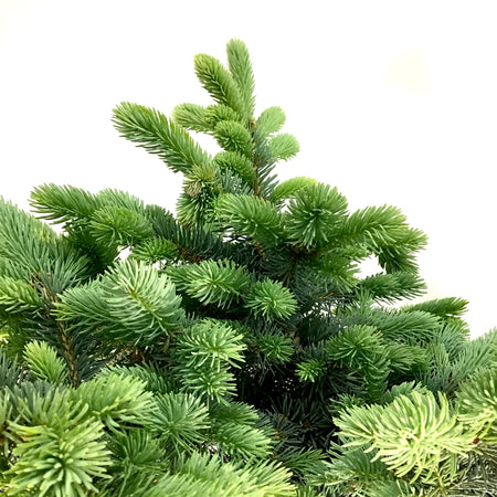 Spruce, 5 gal, Globe Blue Top-Graft - Floral Acres Greenhouse & Garden Centre