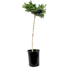 Load image into Gallery viewer, Spruce, 5 gal, Globe Blue Top-Graft - Floral Acres Greenhouse &amp; Garden Centre
