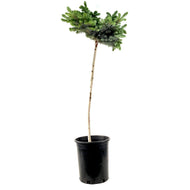 Spruce, 5 gal, Globe Blue Top-Graft - Floral Acres Greenhouse & Garden Centre