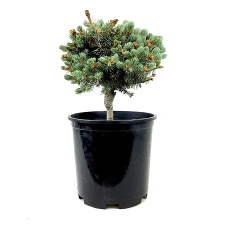 Spruce, 2 gal, Bylands Dwarf Blue - Floral Acres Greenhouse & Garden Centre