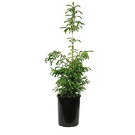 Spruce, 5 gal, Montrose Charm