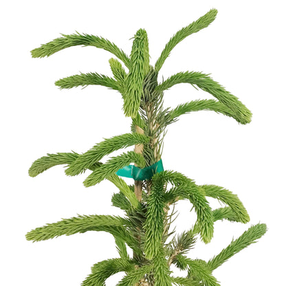 Spruce, 5 gal, Montrose Charm