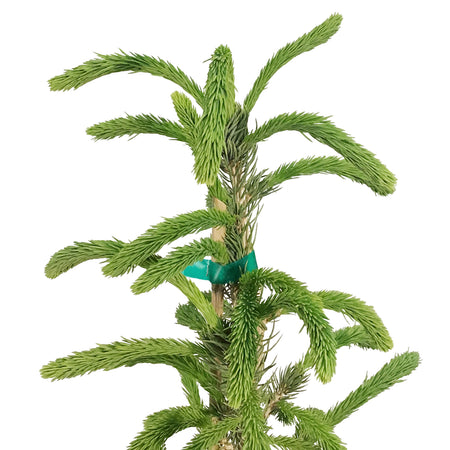 Spruce, 5 gal, Montrose Charm