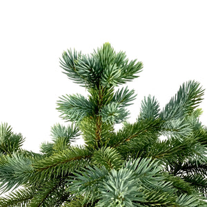 Spruce, 2 gal, Baby Blue - Floral Acres Greenhouse & Garden Centre