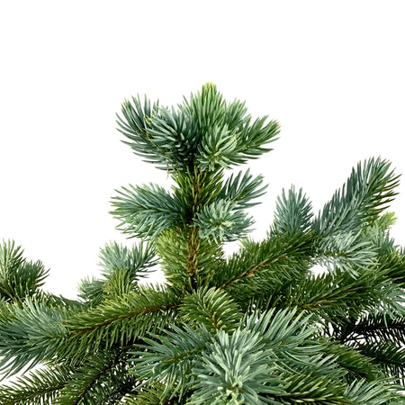 Spruce, 2 gal, Baby Blue - Floral Acres Greenhouse & Garden Centre