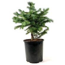 Load image into Gallery viewer, Spruce, 2 gal, Baby Blue - Floral Acres Greenhouse &amp; Garden Centre
