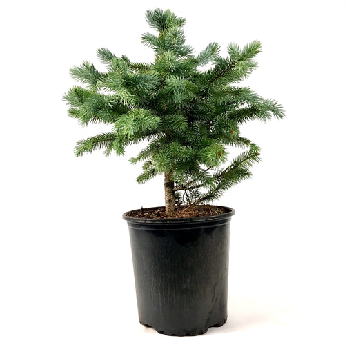 Spruce, 2 gal, Baby Blue - Floral Acres Greenhouse & Garden Centre