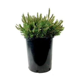 Pine, 2 gal, Mugo Dwarf - Floral Acres Greenhouse & Garden Centre