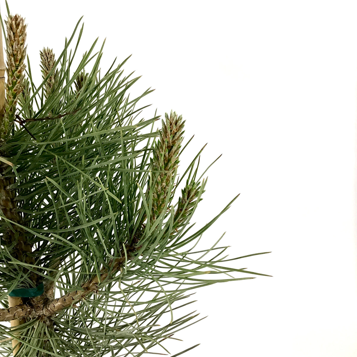 Pine, 2 gal, Ponderosa