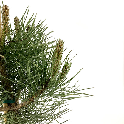 Pine, 2 gal, Ponderosa