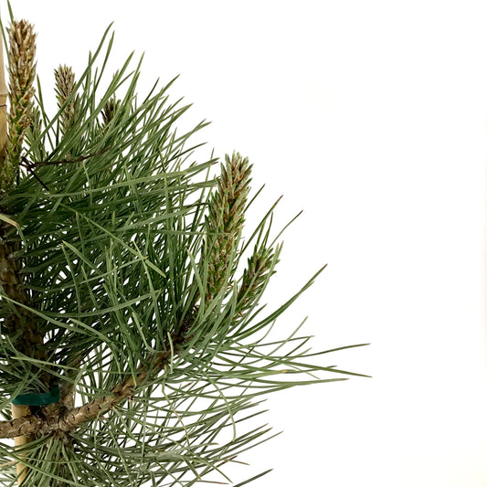 Pine, 2 gal, Ponderosa