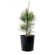 Pine, 2 gal, Ponderosa