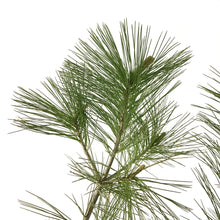 Load image into Gallery viewer, Pine, 5 gal, White - Floral Acres Greenhouse &amp; Garden Centre
