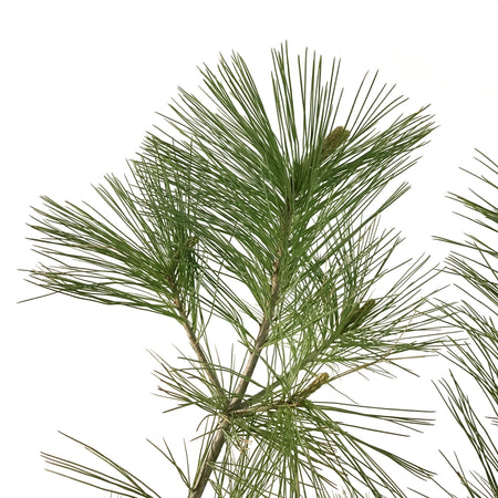 Pine, 5 gal, White - Floral Acres Greenhouse & Garden Centre