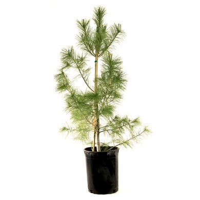 Pine, 5 gal, White - Floral Acres Greenhouse & Garden Centre