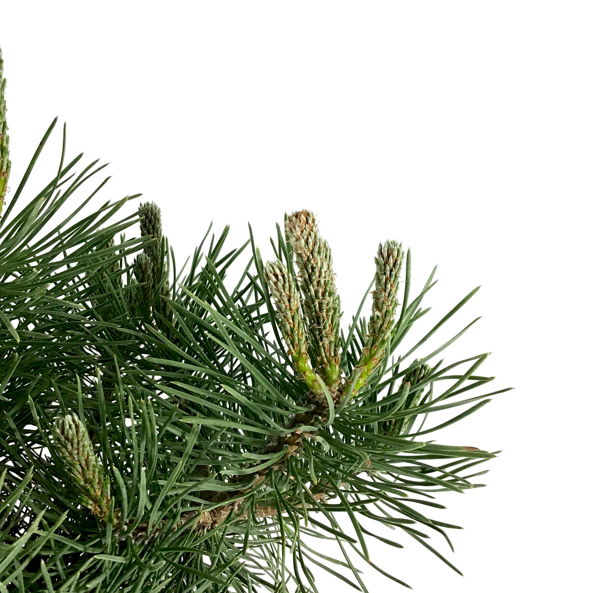 Pine, 2 gal, Mountain - Floral Acres Greenhouse & Garden Centre
