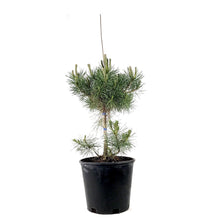 Load image into Gallery viewer, Pine, 2 gal, Mountain - Floral Acres Greenhouse &amp; Garden Centre
