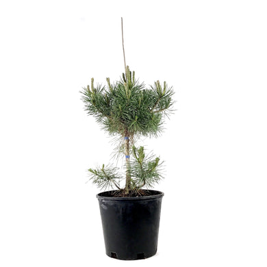 Pine, 2 gal, Mountain - Floral Acres Greenhouse & Garden Centre