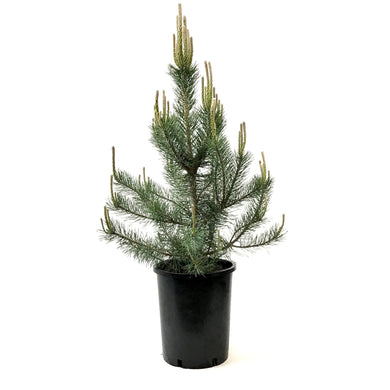 Pine, 5 gal, Mountain - Floral Acres Greenhouse & Garden Centre