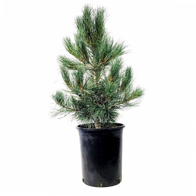 Pine, 5 gal, Swiss Stone, Blue - Floral Acres Greenhouse & Garden Centre