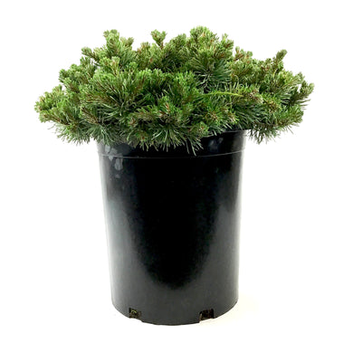 Pine, 5 gal, Mugo, Mitsch Mini - Floral Acres Greenhouse & Garden Centre