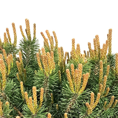 Pine, 5 gal, Mugo, Slowmound