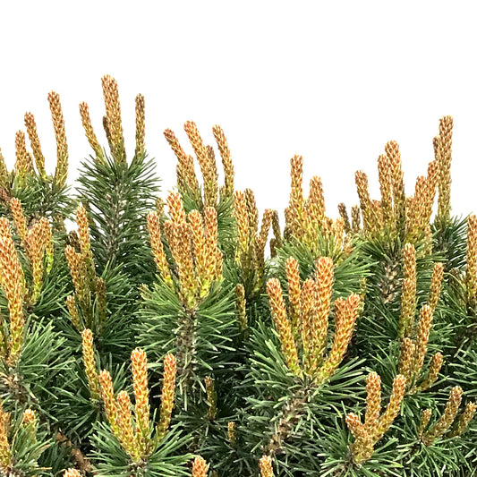 Pine, 5 gal, Mugo, Slowmound