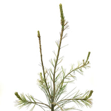 Load image into Gallery viewer, Pine, 5 gal, Weeping White - Floral Acres Greenhouse &amp; Garden Centre
