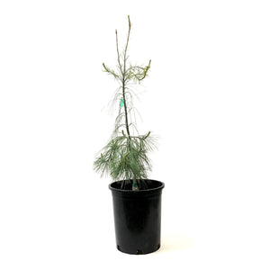 Pine, 5 gal, Weeping White - Floral Acres Greenhouse & Garden Centre